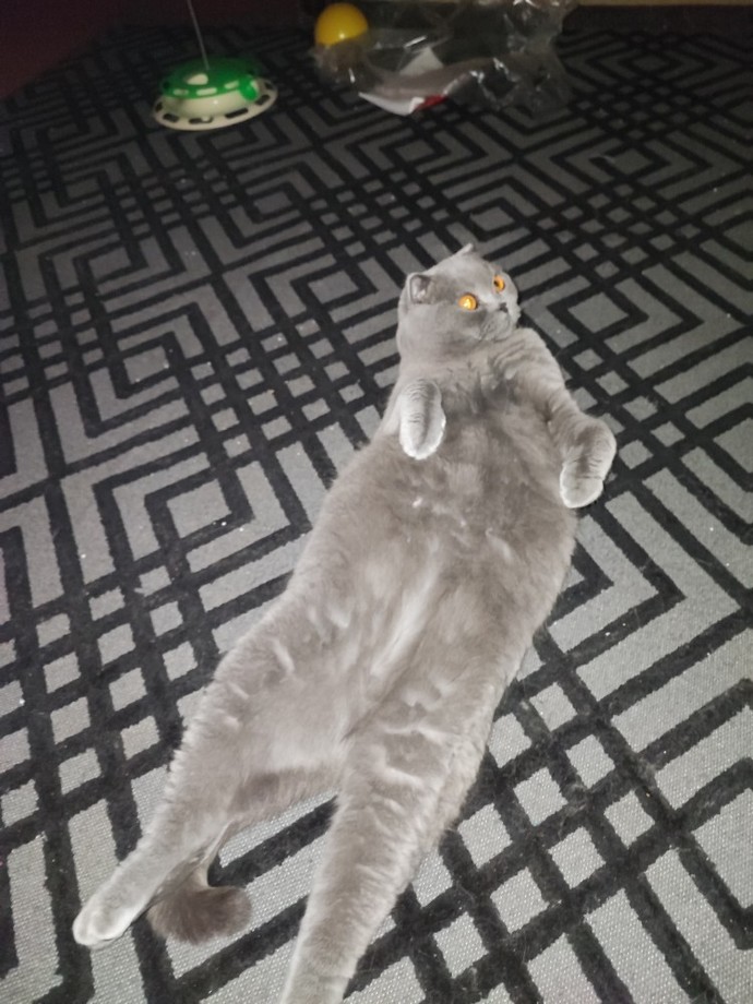 Size iyi gelecek tüylü dost köpek mi yoksa kedi mi?