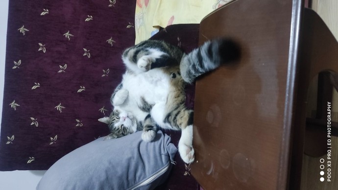 Size iyi gelecek tüylü dost köpek mi yoksa kedi mi?