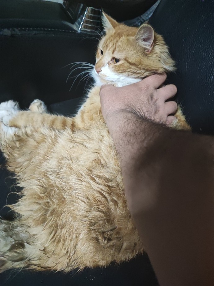 Size iyi gelecek tüylü dost köpek mi yoksa kedi mi?