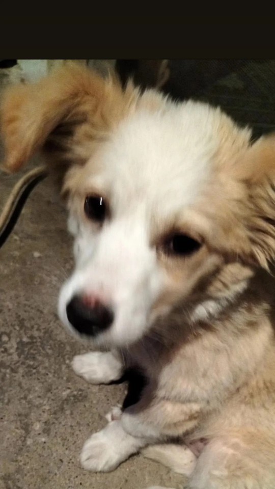 Size iyi gelecek tüylü dost köpek mi yoksa kedi mi?