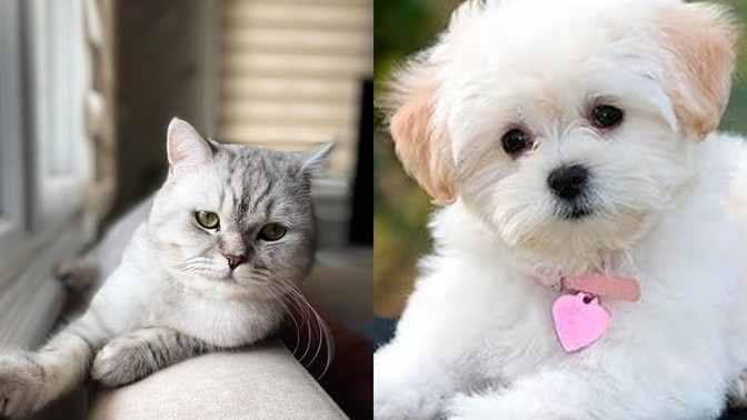 Size iyi gelecek tüylü dost köpek mi yoksa kedi mi?