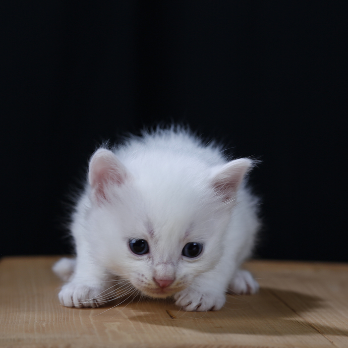 HUGO