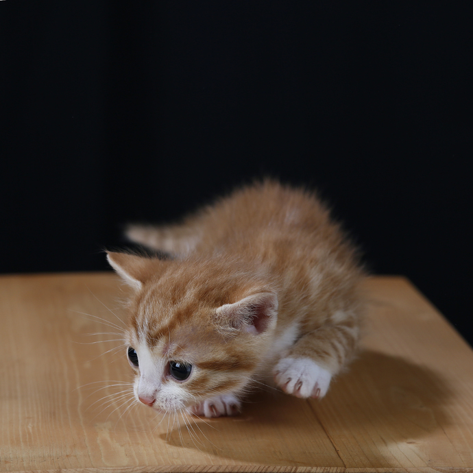 LEO