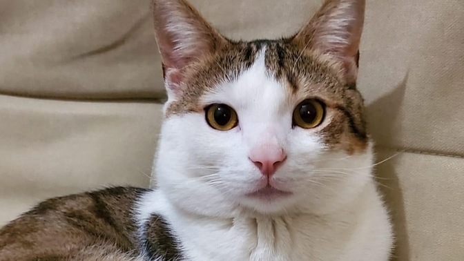 Erkek kedim Mıstık, Mart  ayı gelince gördüğü her dişiye yanaşıyor. Ne yapmamız lazım?