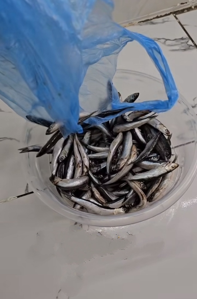 Cebimde 50 TL param var sizce 1kg balık mı alayım yoksa 5 Euro mu ?