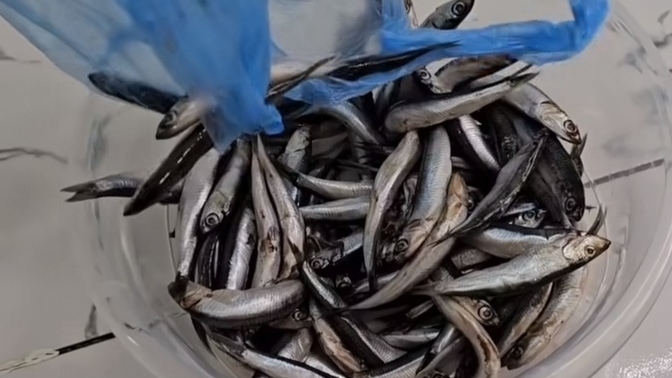 Cebimde 50 TL param var sizce 1kg balık mı alayım yoksa 5 Euro mu ?