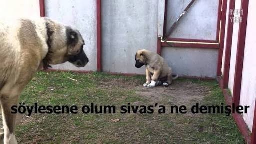 Memleket aşığı olan var mı? Hangi memleketten olanlara bb canım demek istiyorsunuz?