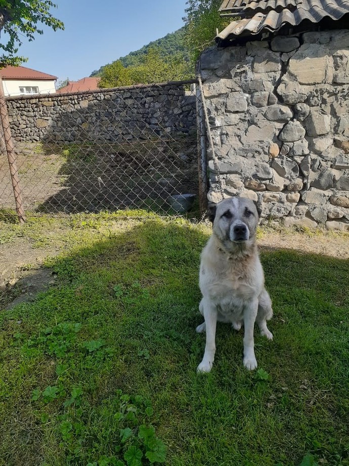 Bu köpeğin irki ne?