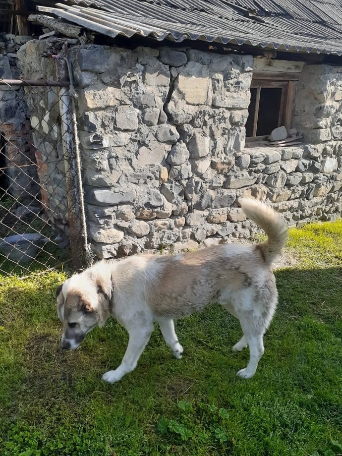 Bu köpeğin irki ne?
