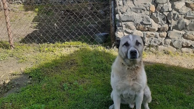 Bu köpeğin irki ne?