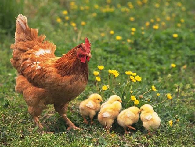 Yeminizi direkt hüpletmiyorsunuz anlaşıldı mııı