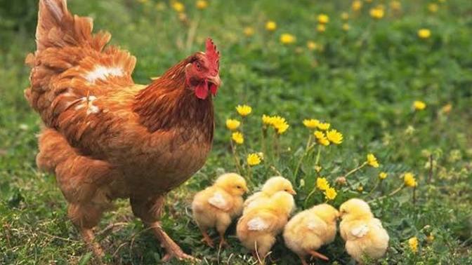 Yemeği çenenizin hangi tarafıyla çiğniyorsunuz? Sağ mı sol mu?