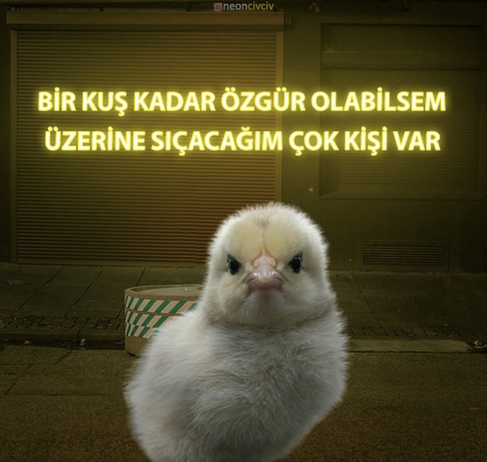 Bir kuş olsaydınız kimin üstüne pırtlatırdınız hahqhqhhw hadi itiraf edin 🤣?