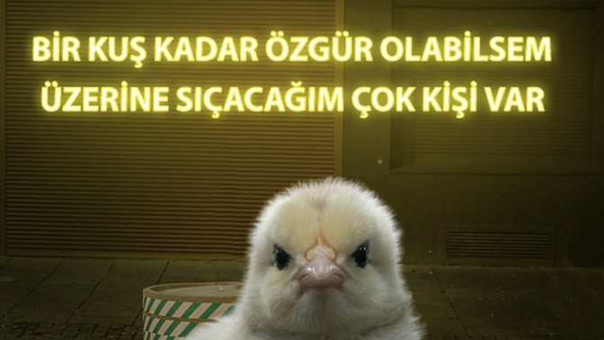 Bir kuş olsaydınız kimin üstüne pırtlatırdınız hahqhqhhw hadi itiraf edin 🤣?