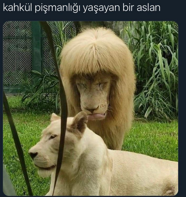 Hiç kahkül pişmanlığı yaşadınız mı?