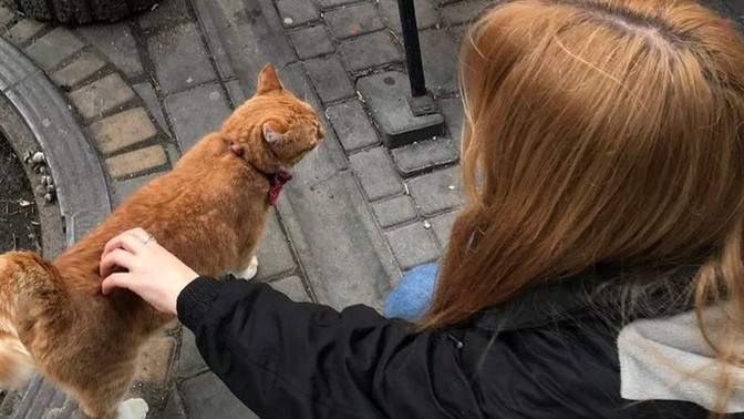 Dışarıda gördünüz hayvanları seviyor musunuz?
