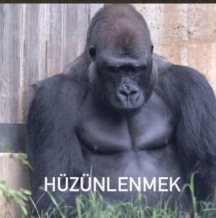 Sticker kullanıyor musun?