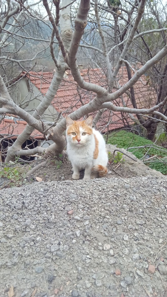 Mutluluğu getiren şey nedir?