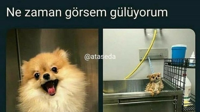 Sizi kahkahaya boğacak şeyler kaldı mı?