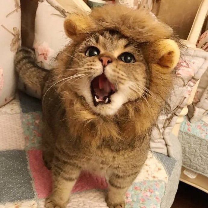 Aslan burcu erkeği kızarsa?