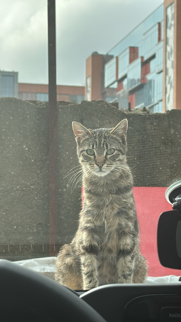 Biri bizi gözetliyor mu 😅😻😹🙀?
