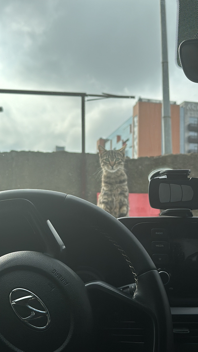 Biri bizi gözetliyor mu 😅😻😹🙀?