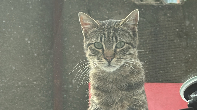 Biri bizi gözetliyor mu 😅😻😹🙀?