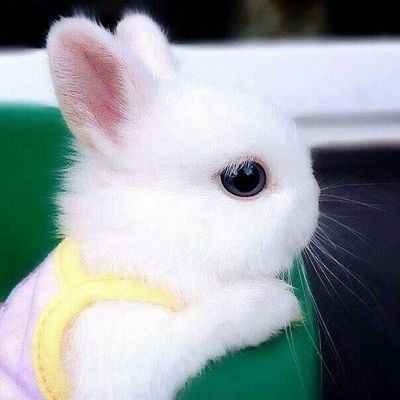 Bir hayvan olsaydın , ne olurdun?