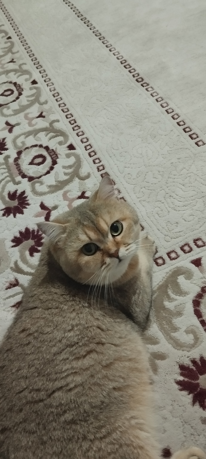 Adfsy