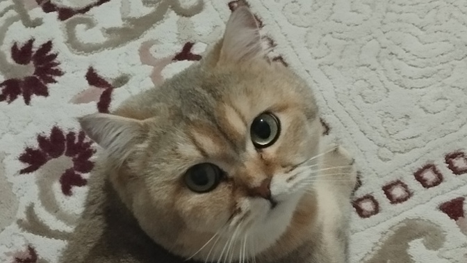 Çok kilo almışsın dediğim için, bana sen sağlık bakanı mısın dedi. Haklı mı?