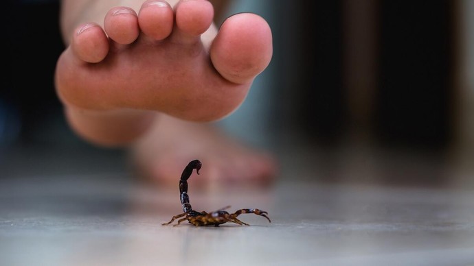 Sabah uyandınız, tam yataktan kalkarken yerde sevimsiz bir hayvan görseniz ne yapardınız?