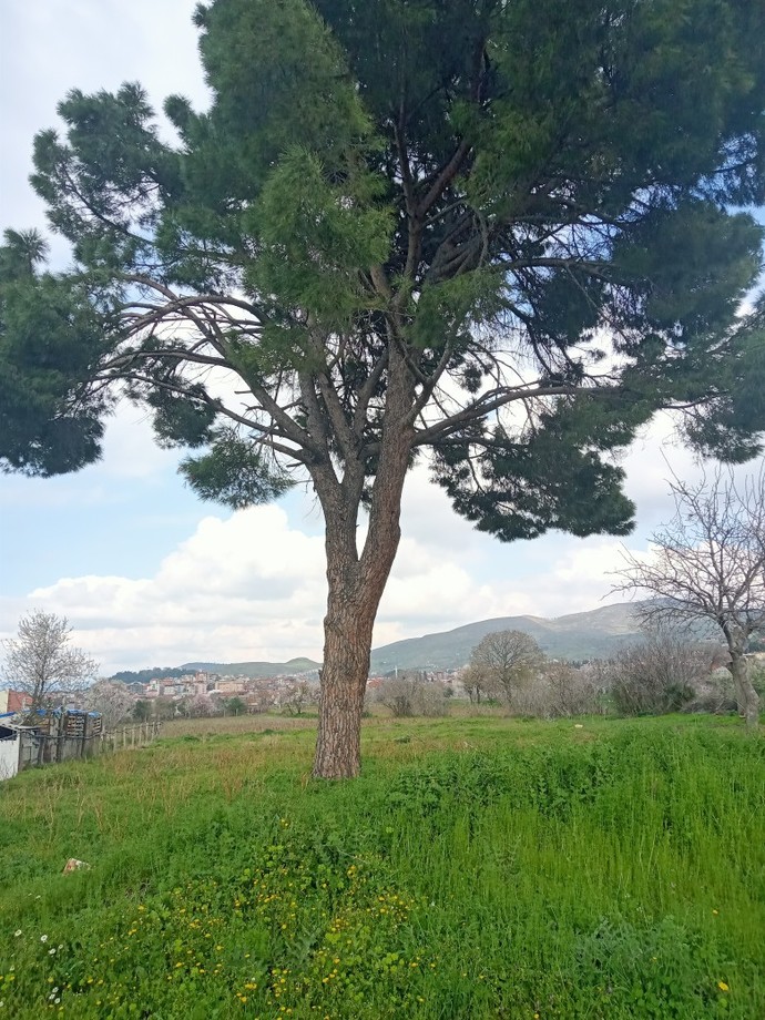 Çocukluğunuza dair hatırladığını görsel ne?