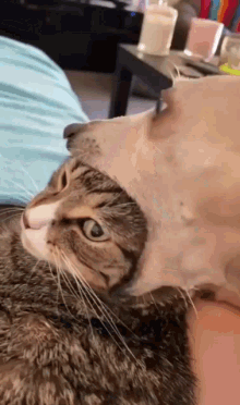 Kedi ile ilgili sıkıntım var yardımcı olur musunuz?