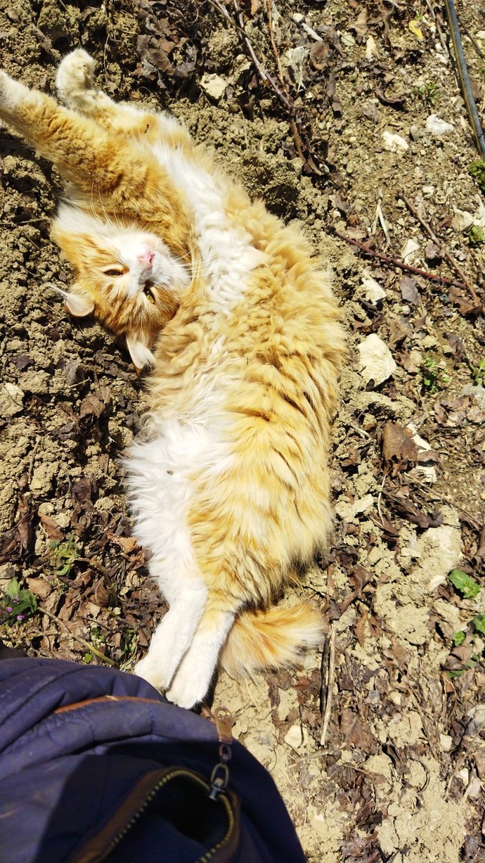 Kedimi ekmek arasına koyup yemek istiyorum, nasıl engel olurum kendime?