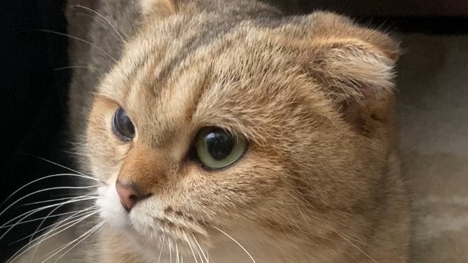 Kedimi ekmek arasına koyup yemek istiyorum, nasıl engel olurum kendime?