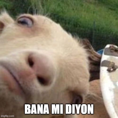 Koç erkeği geri döner mi? 