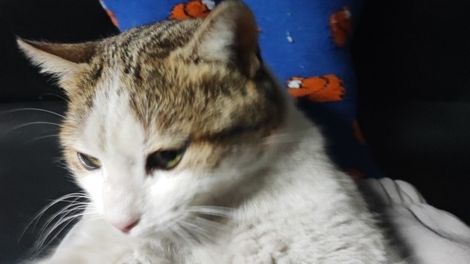 Kedinizi uyutabiliyor musunuz?