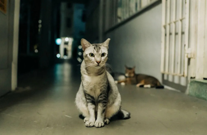 Dişi kedi kızgınlık dönemi kulak çubuğunu deneyen var mı?