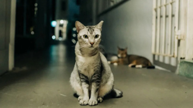 Dişi kedi kızgınlık dönemi kulak çubuğunu deneyen var mı?