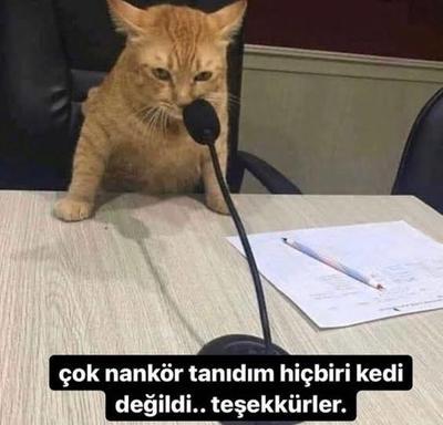 Kediler konuşsaydı sence ilk ne söylerlerdi?