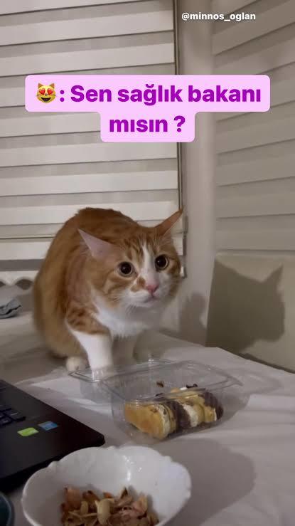 Kediler konuşsaydı sence ilk ne söylerlerdi?