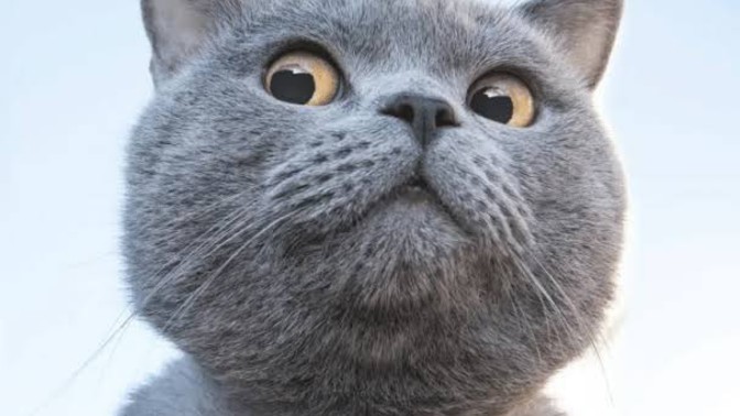 Kediler konuşsaydı sence ilk ne söylerlerdi?