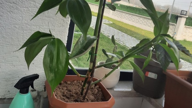 Bitkilerle ilgilenmek kafanızı dağıtır mı?