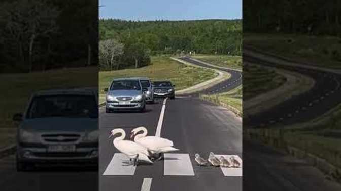 Trafikte yayalara yol veriyor musunuz?