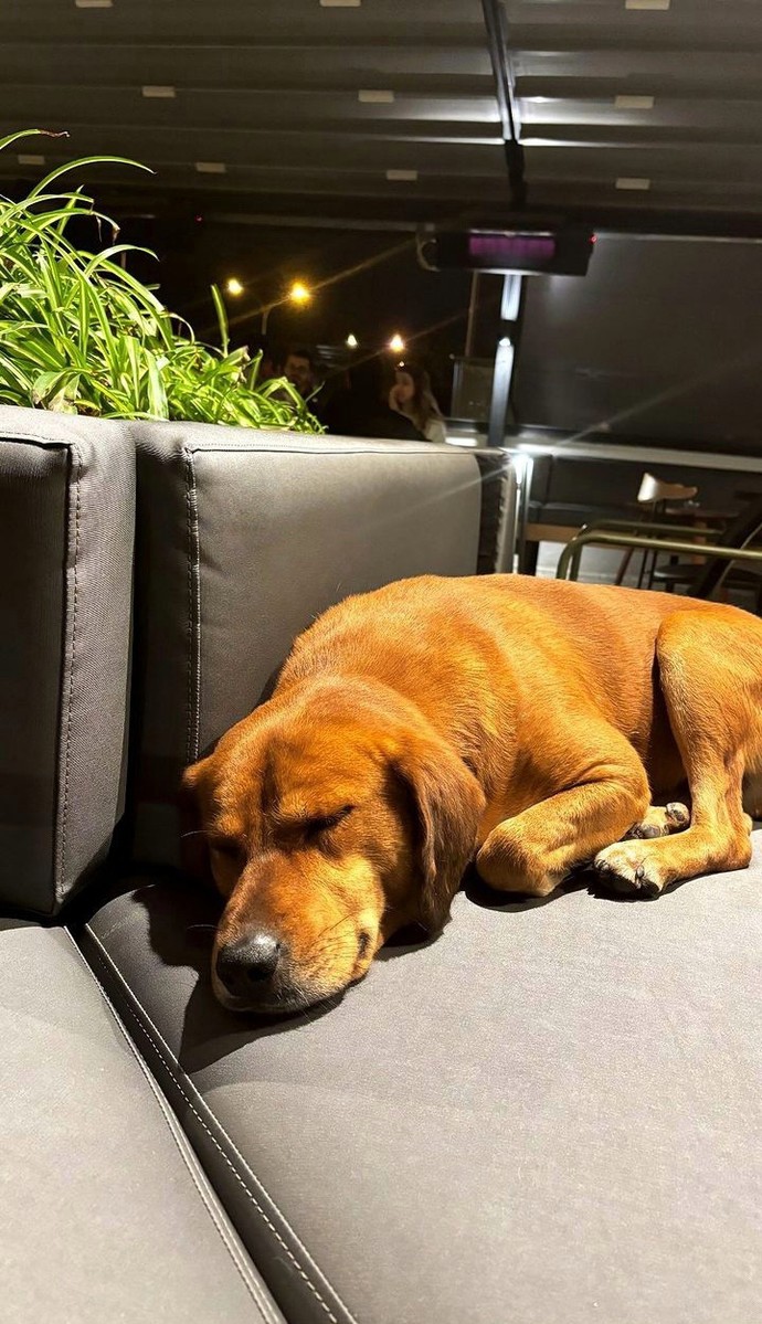 Gittiğiniz cafe restaurantlarda içeride kedi köpek görmek sizi rahatsız eder mi?
