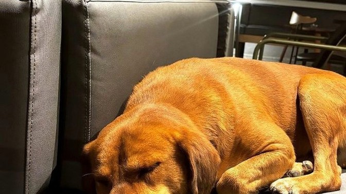 Gittiğiniz cafe restaurantlarda içeride "kedi köpek" görmek sizi rahatsız eder mi?