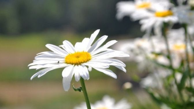 Papatya ile seviyor sevmiyor yapar mısınız?