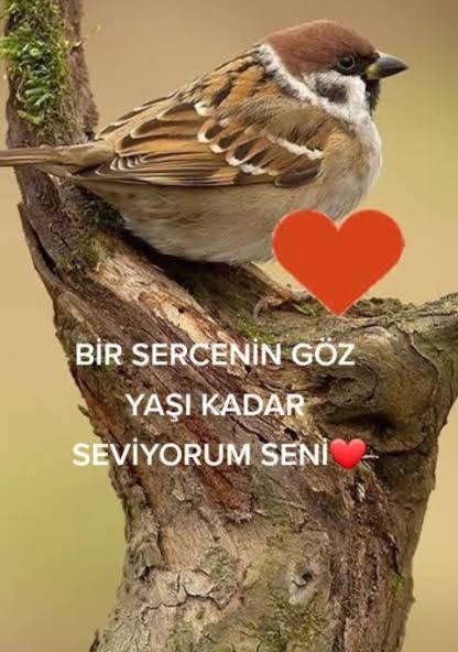 Sevdin mi ne kadar seviyorsun?