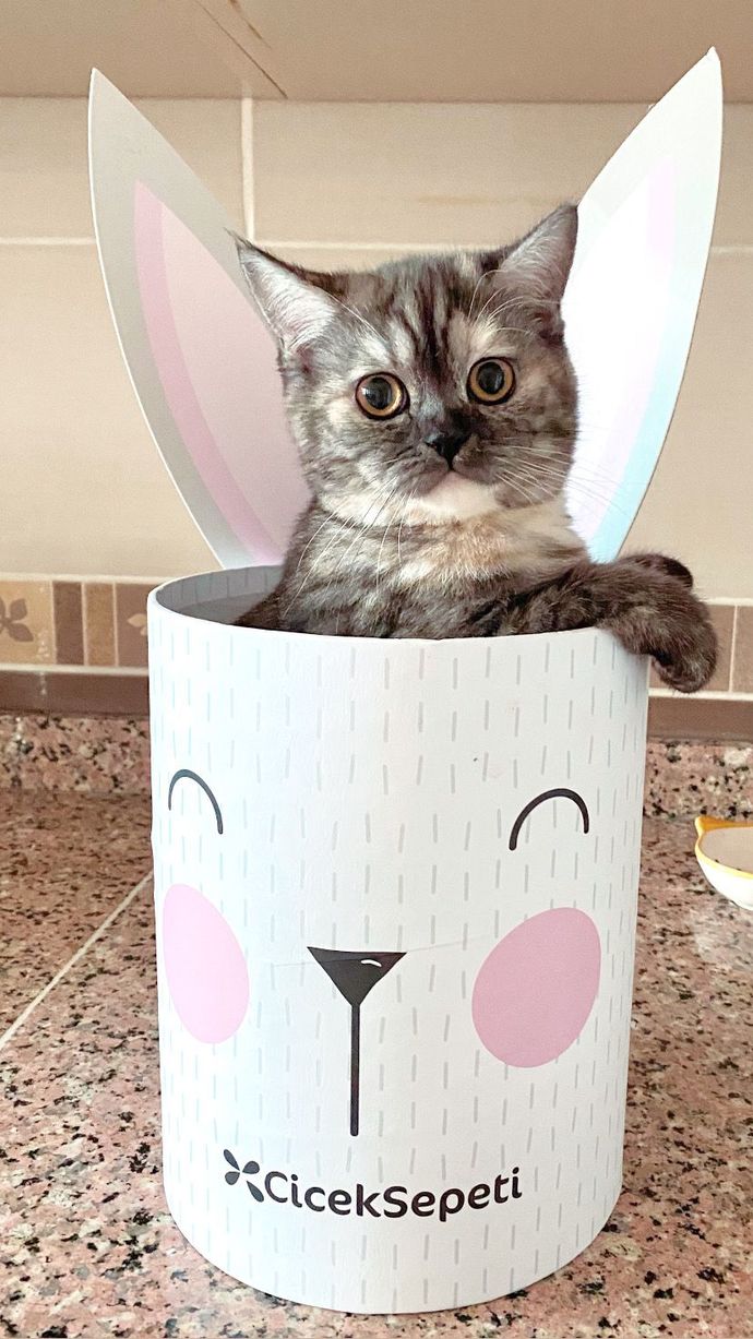 Evcil hayvanınız var mı 🦜?