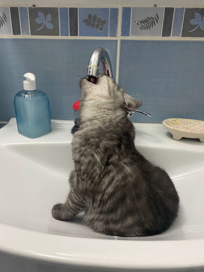Evcil hayvanınız var mı 🦜?